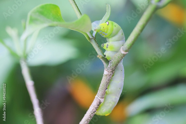 Fototapeta Green caterpillar Insects