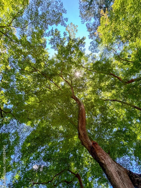 Obraz 青空と緑の木々