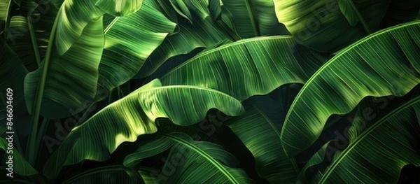Fototapeta Green banana leaves in dappled light and shade.