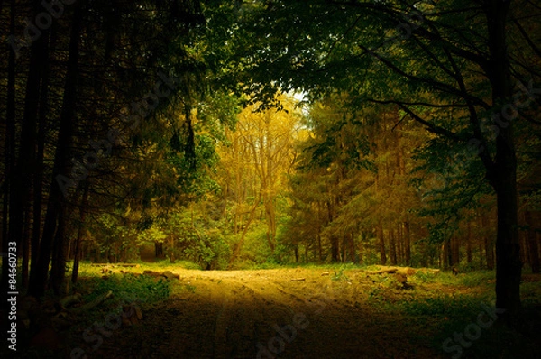 Obraz A piece of light in the forest