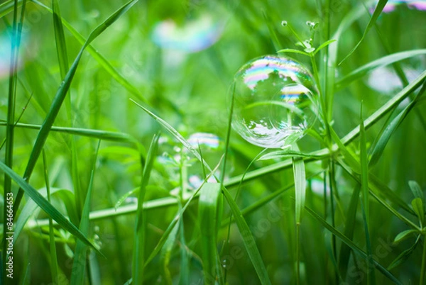 Fototapeta Soap bubble on the green grass