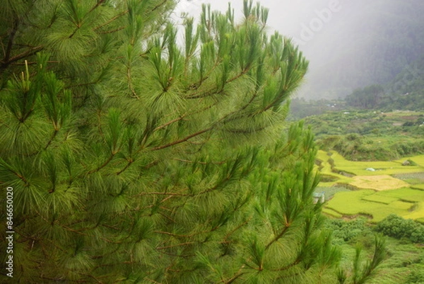 Obraz benguet pine on sagada philippines