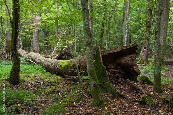 Obraz Autumnal deciduous stand with dead tree