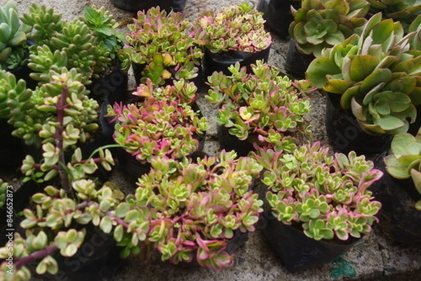 Obraz succulents 1