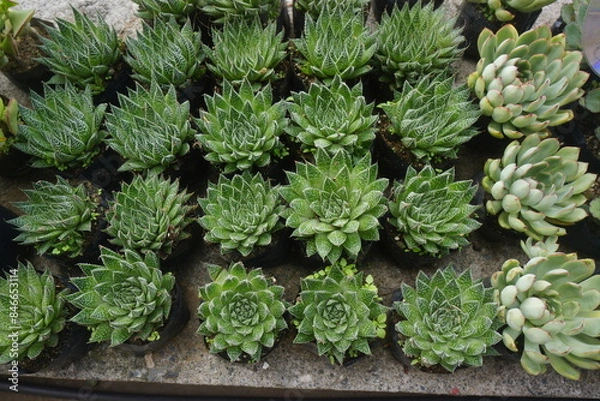 Obraz succulents 3