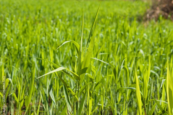 Fototapeta Closeup of green reed canary grass with selective focus on foreground
