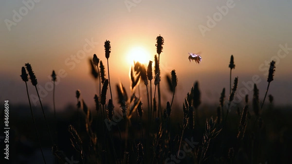 Obraz In flight bee at sunset