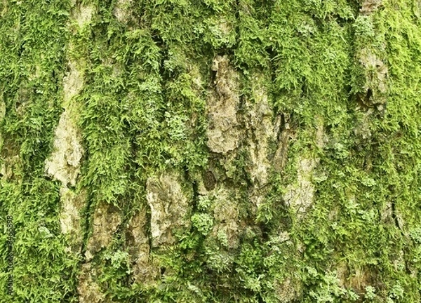 Fototapeta Oak bark with green moss in deep forest