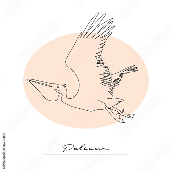 Fototapeta exotic bird pelican, contour linear drawing