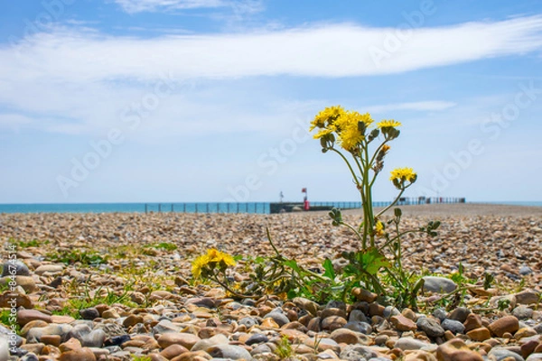 Fototapeta Dandelion plant growing on the beach amongst the pebbles.