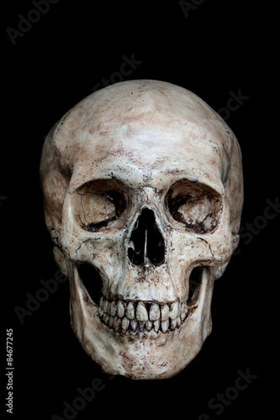 Fototapeta Human Skull