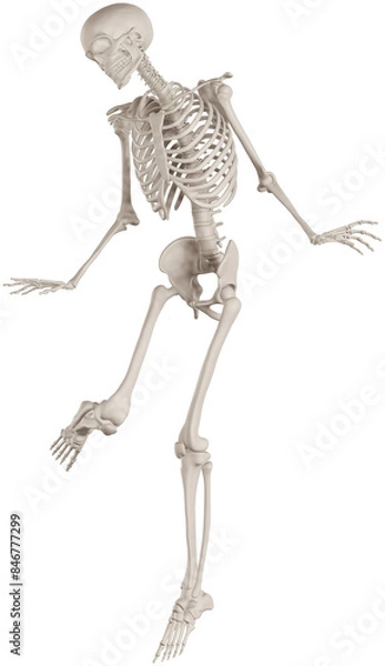Fototapeta skeleton posing 3d render illustration with transparent background
