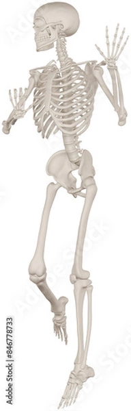 Fototapeta skeleton posing 3d render illustration with transparent background