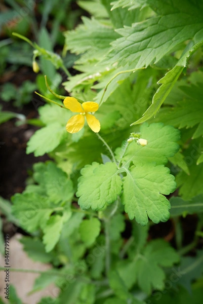 Fototapeta Yellow flower of celandine. Medicinal plant
