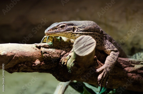 Fototapeta Brown lizard. Brown lizard resting on a tree