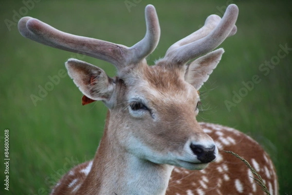 Obraz Phoenix park, dublin