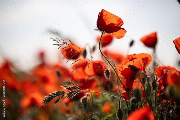 Obraz Leuchtend rotes Mohnfeld mit freigestellter Einzelblüte