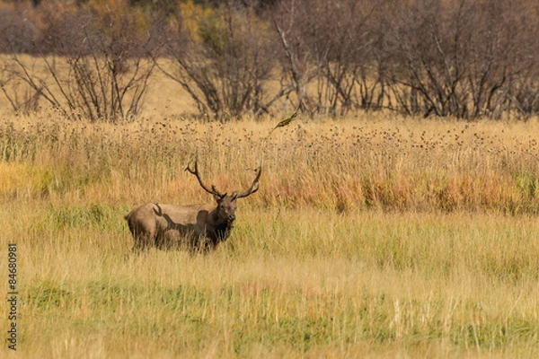 Fototapeta Bull Elk in the Rut