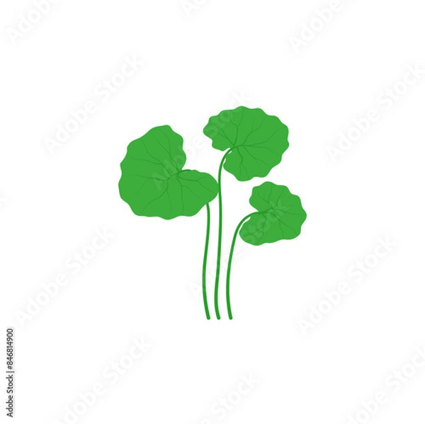 Fototapeta Centella Asiatica Illustration 