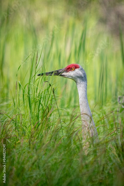Obraz sandhill crane