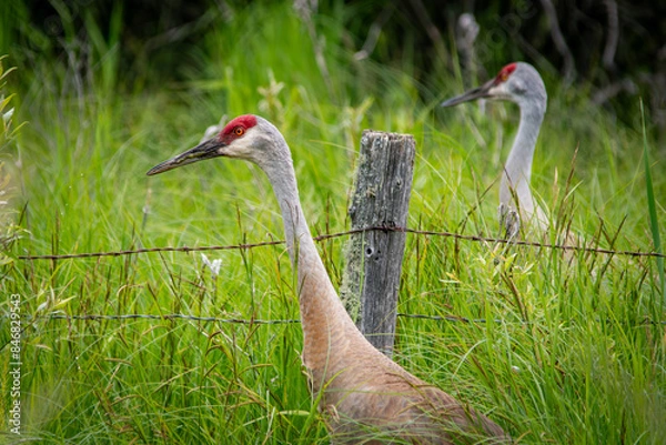 Obraz sandhill crane