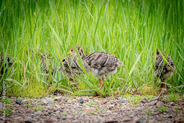 Obraz wild turkey poults
