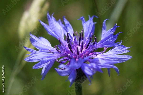 Obraz bleuet vivace - centaurea montana
