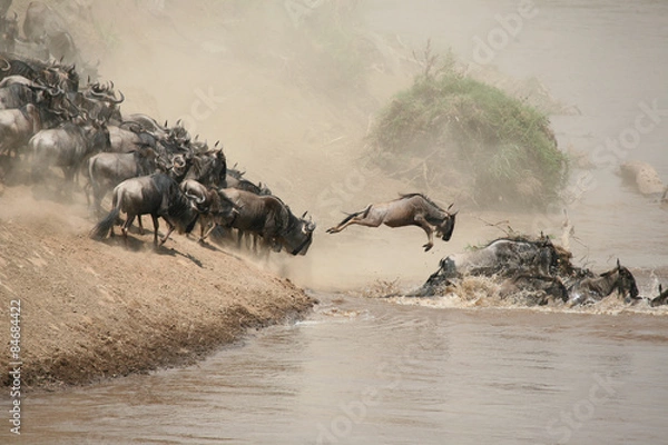 Fototapeta herd crossing Mara river