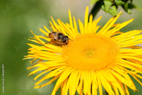 Fototapeta Honigbiene