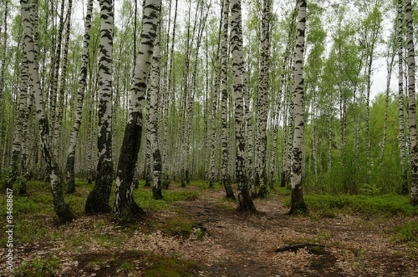 Fototapeta берёзовая роща