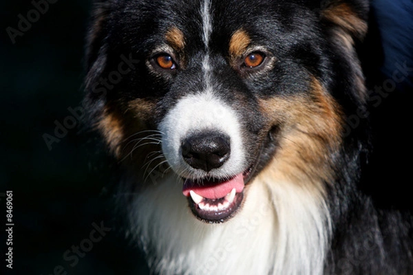 Obraz portrait de berger australien