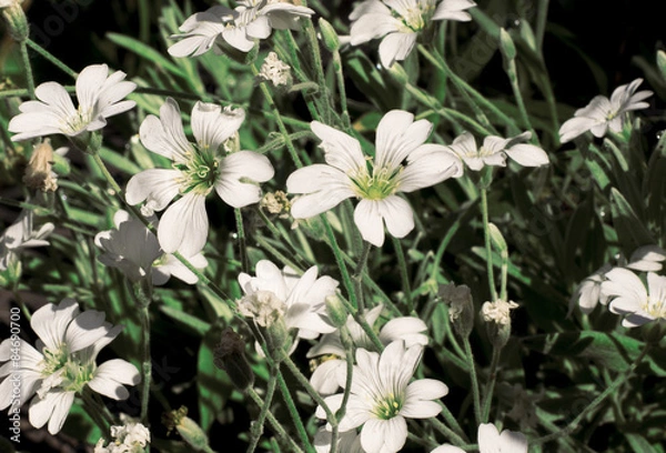 Fototapeta Белые цветы