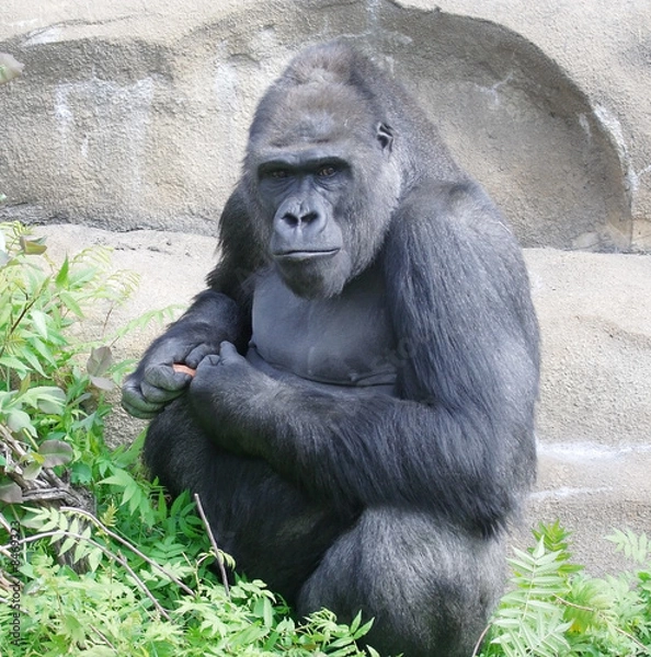 Obraz Gorilla. The great monkey.