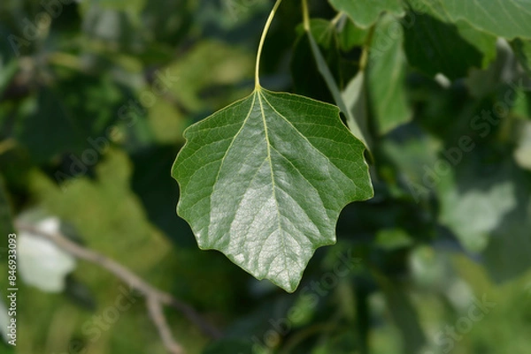 Obraz White poplar leaves