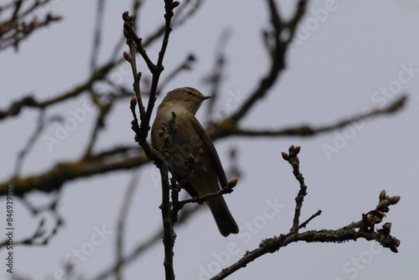 Fototapeta Pouillot véloce (Phylloscopus collybita)
Phylloscopus collybita in its natural element
