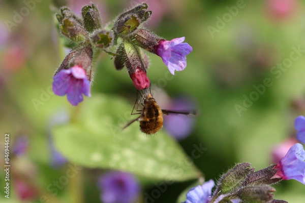 Fototapeta Bombyle (Bombylius major)
Bombylius major in its natural element
