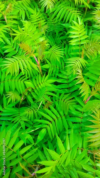 Obraz sumak foliage ornament