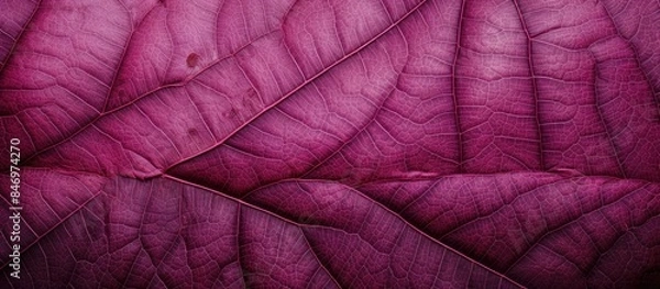 Fototapeta Close-up view of a textured purple leaf against a dark black background. with copy space image. Place for adding text or design