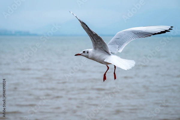 Obraz A flying seagull on the sea