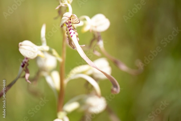 Fototapeta Close-up of a lizard orchid (himantoglossum hircinum), Belgium
