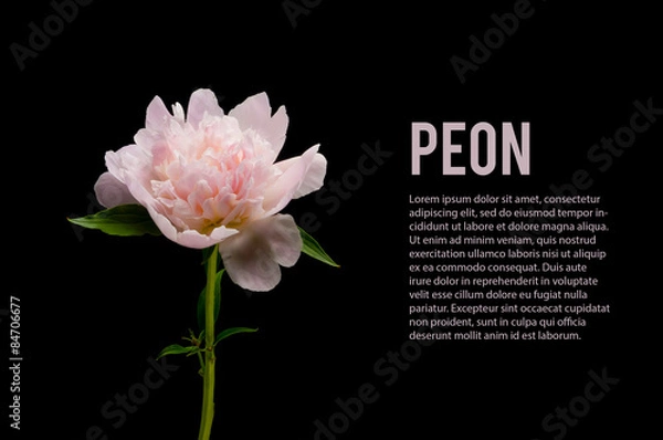 Obraz Różowy piwonia izolowane