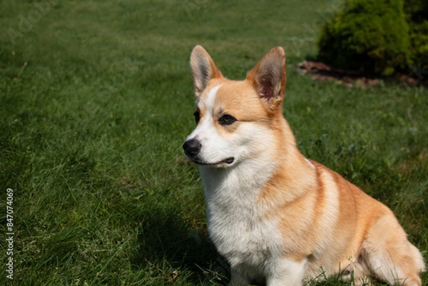 Obraz Corgi puppy at a photo shoot, Funny Pets.