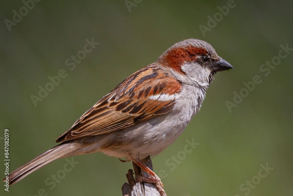 Fototapeta House sparrow (Passer domesticus) perched on a broken log