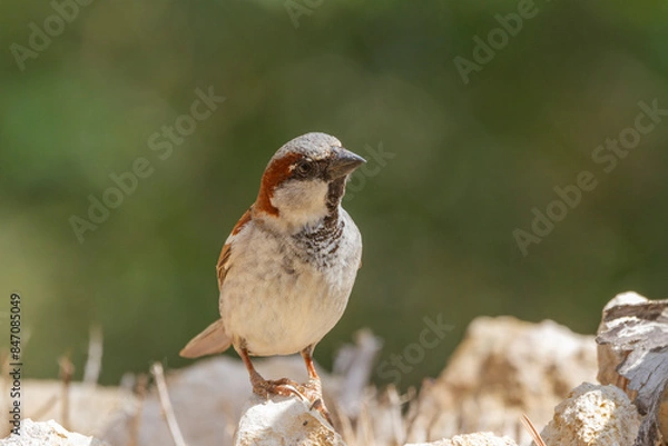 Fototapeta House sparrow (Passer domesticus) perched on some stones next to a river