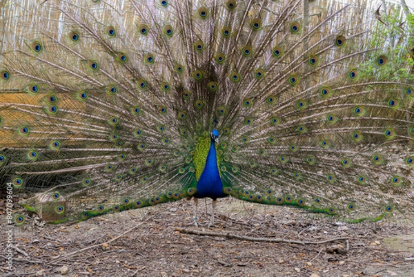 Obraz Peacock spreading its feathers, Hungary