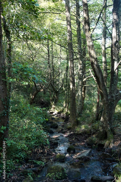 Fototapeta a stream in a deciduous forest in France near a tidal beach