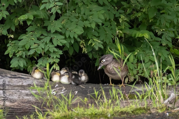 Fototapeta wood duck or Carolina duck (Aix sponsa) with babies
