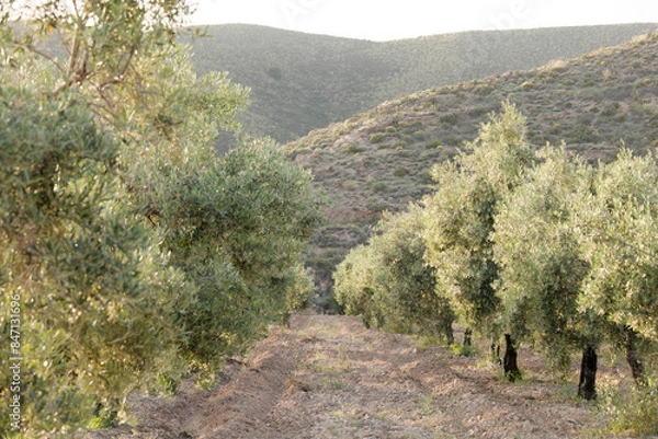 Obraz Campo de olivos al atardecer