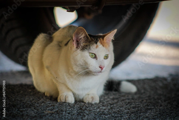 Fototapeta Gato bajo un coche 