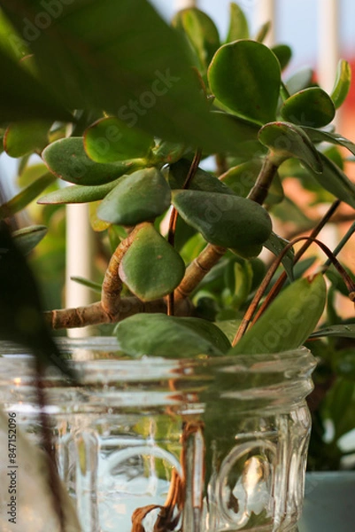 Fototapeta Jarrón de cristal con plantas 